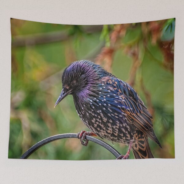 Item preview, European Starling designed and sold by AJEvans.