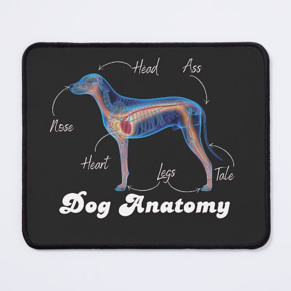 Item preview, Animal anatomy designed and sold by dom-sien-sh.