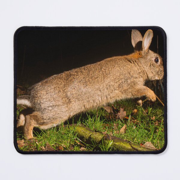 Artikelvorschau, Hase entworfen und verkauft von MTPhotos1406.