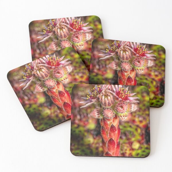 Item preview, Common Houseleek designed and sold by AJEvans.