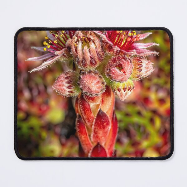 Item preview, Common Houseleek designed and sold by AJEvans.