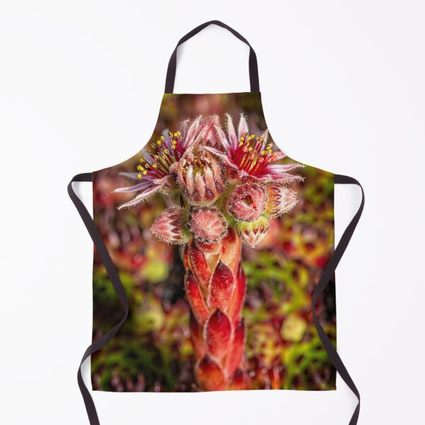 Item preview, Common Houseleek designed and sold by AJEvans.