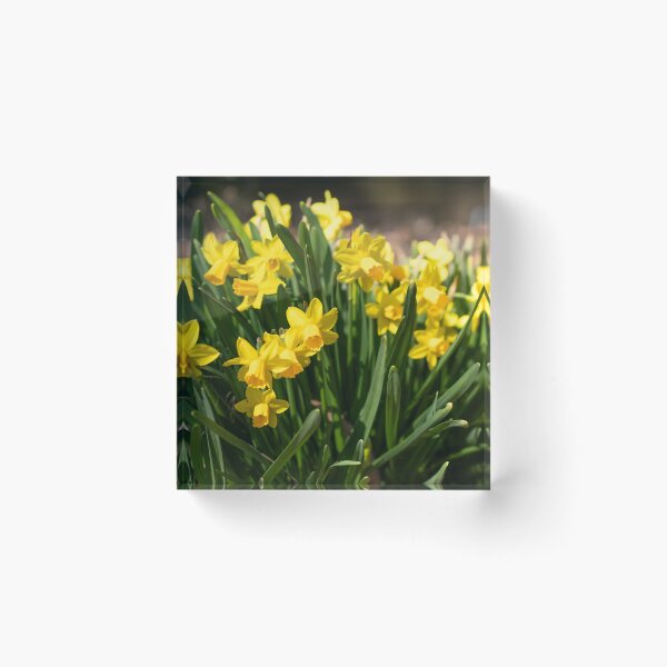 Item preview, yellow daffodils designed and sold by sarelitay.