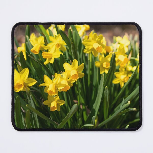 Item preview, yellow daffodils designed and sold by sarelitay.