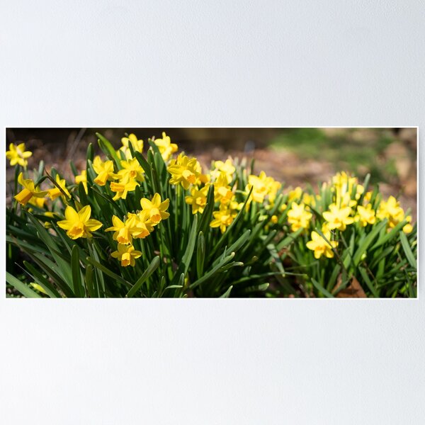 Item preview, yellow daffodils designed and sold by sarelitay.