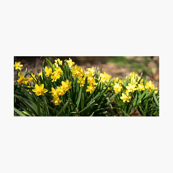 Item preview, yellow daffodils designed and sold by sarelitay.