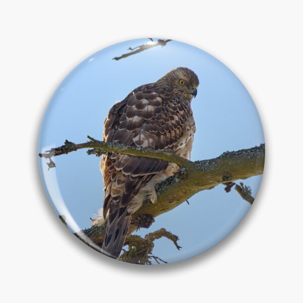 Item preview, Young and hungry. Eurasian goshawk designed and sold by Jouko Lehto Photography.