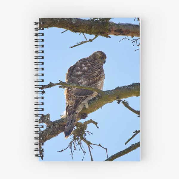 Item preview, Young and hungry. Eurasian goshawk designed and sold by Jouko Lehto Photography.