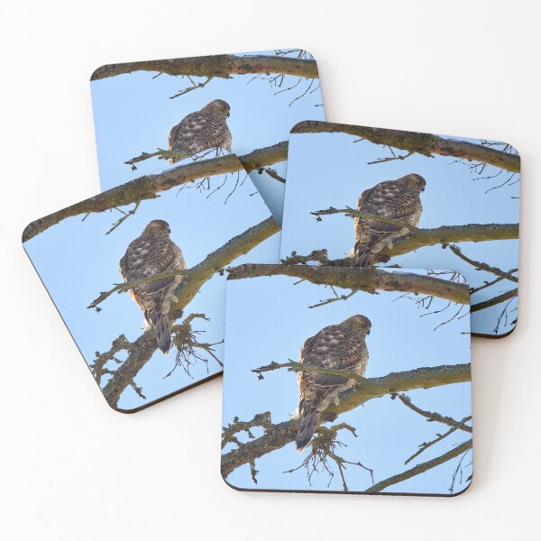Item preview, Young and hungry. Eurasian goshawk designed and sold by Jouko Lehto Photography.
