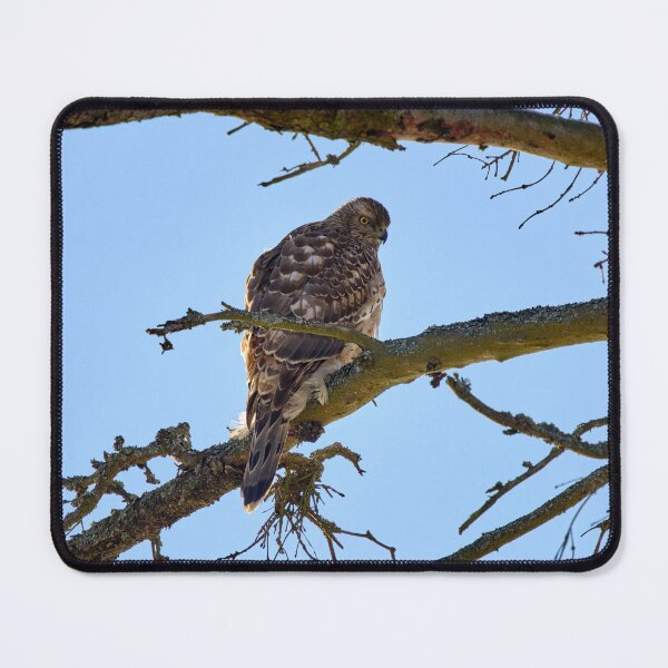 Item preview, Young and hungry. Eurasian goshawk designed and sold by Jouko Lehto Photography.