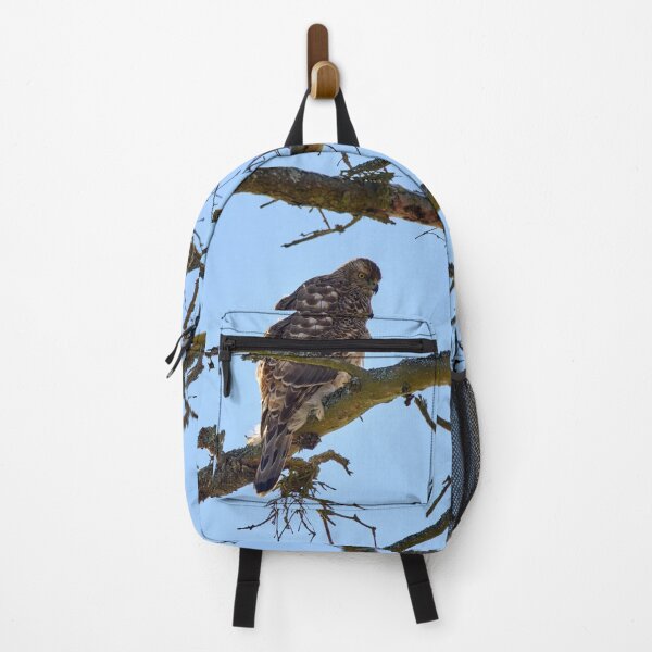 Item preview, Young and hungry. Eurasian goshawk designed and sold by Jouko Lehto Photography.
