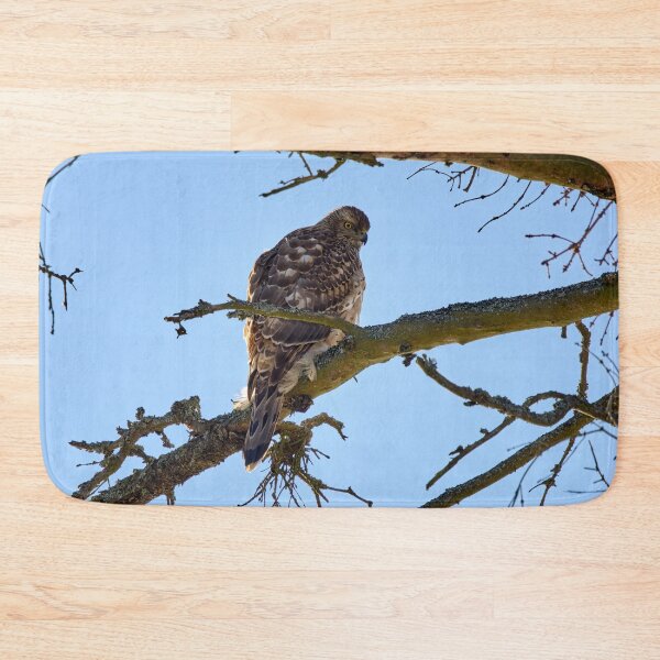 Item preview, Young and hungry. Eurasian goshawk designed and sold by Jouko Lehto Photography.