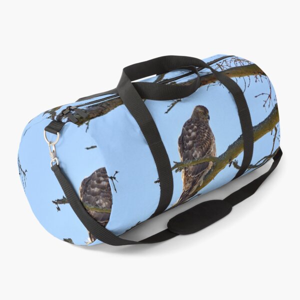 Item preview, Young and hungry. Eurasian goshawk designed and sold by Jouko Lehto Photography.