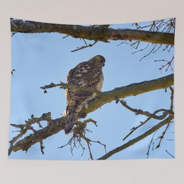 Item preview, Young and hungry. Eurasian goshawk designed and sold by Jouko Lehto Photography.