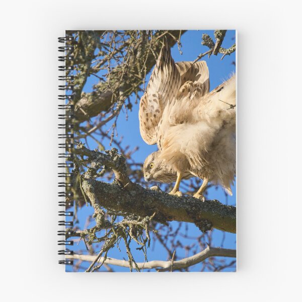 Item preview, Search of balance. Eurasian goshawk designed and sold by Jouko Lehto Photography.