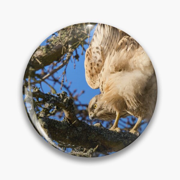 Item preview, Search of balance. Eurasian goshawk designed and sold by Jouko Lehto Photography.