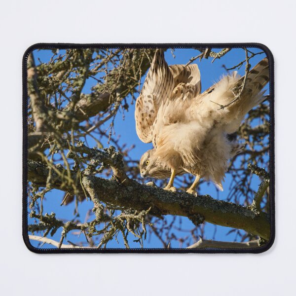 Item preview, Search of balance. Eurasian goshawk designed and sold by Jouko Lehto Photography.