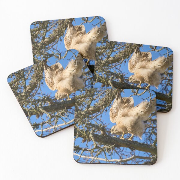 Item preview, Search of balance. Eurasian goshawk designed and sold by Jouko Lehto Photography.