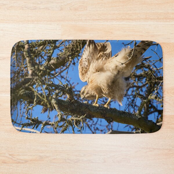 Item preview, Search of balance. Eurasian goshawk designed and sold by Jouko Lehto Photography.