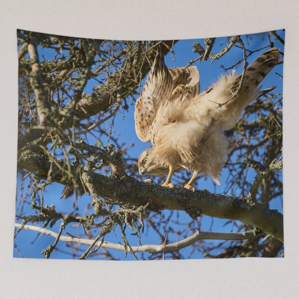 Item preview, Search of balance. Eurasian goshawk designed and sold by Jouko Lehto Photography.