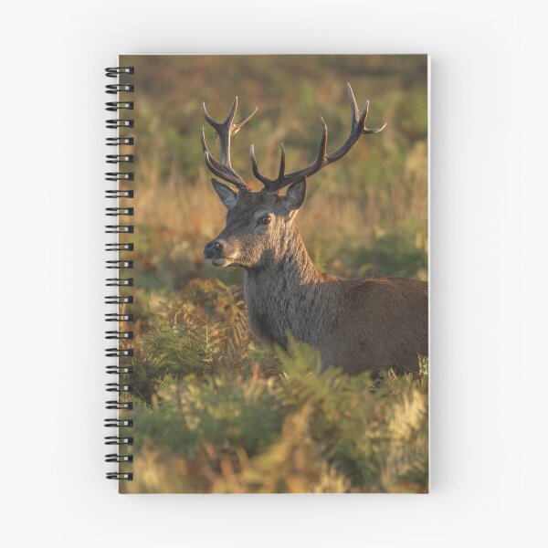 Item preview, Red stag in autumn landscape designed and sold by GoizaneHM.