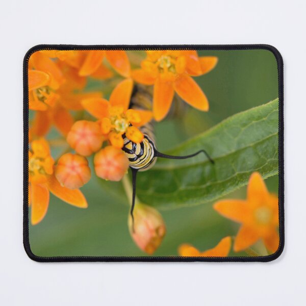 Item preview, Monarch Caterpillar designed and sold by sarahjeanphoto.