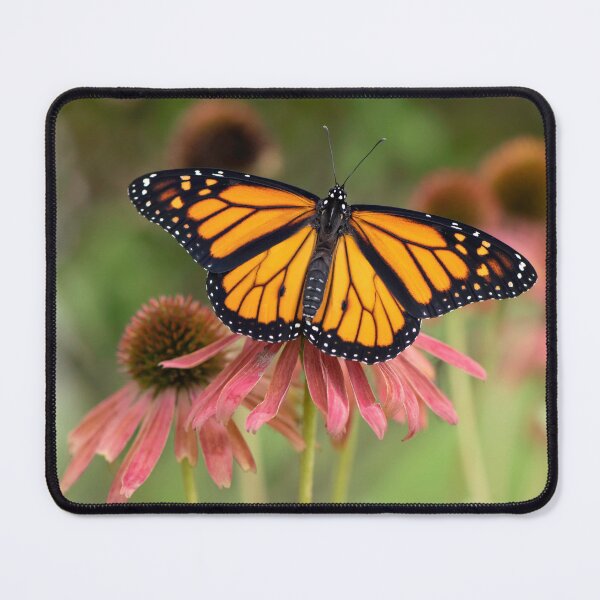 Item preview, monarch butterfly in pink coneflowers designed and sold by sarahjeanphoto.
