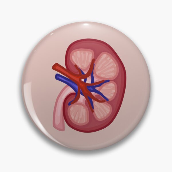 Item preview, Kidney human anatomy biology designed and sold by Teona Seabrook.