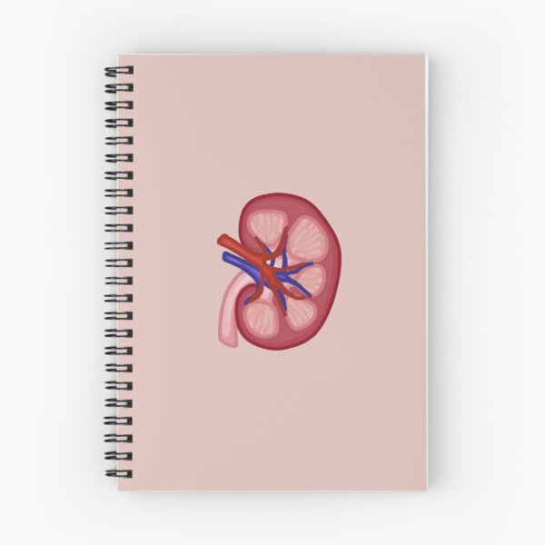 Item preview, Kidney human anatomy biology designed and sold by Teona Seabrook.