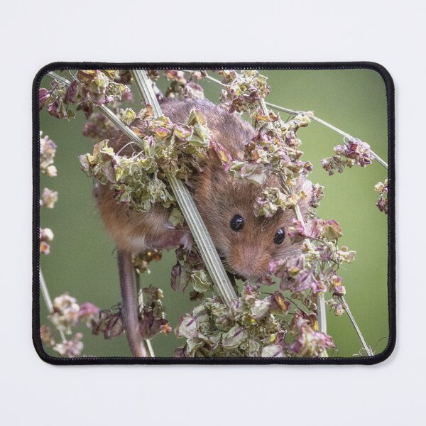 Item preview, Undercover mouse designed and sold by Anthony Brewer.