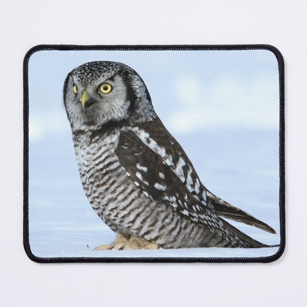 Item preview, Northern hawk owl portrait designed and sold by locustgirl.