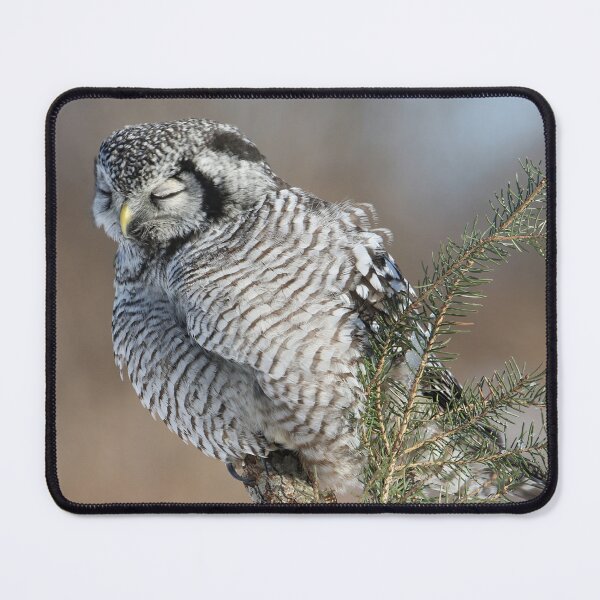 Item preview, Hawk owl meditation designed and sold by locustgirl.