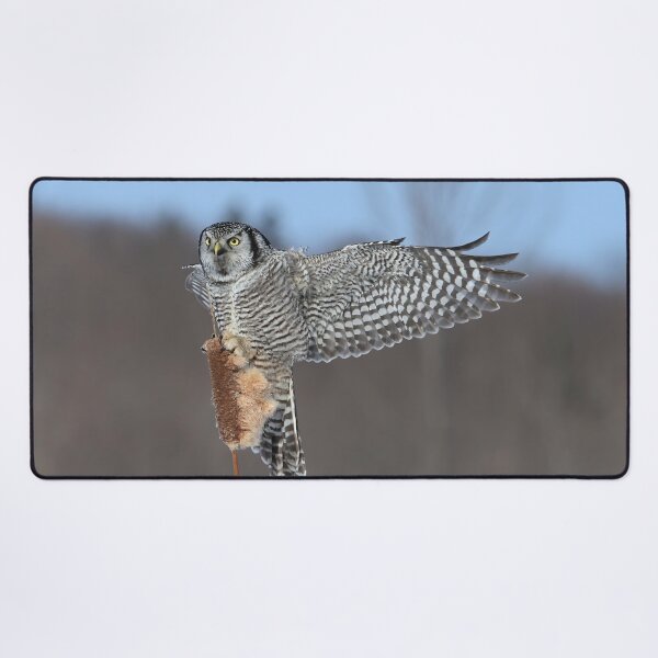 Item preview, Hawk owl pride designed and sold by locustgirl.