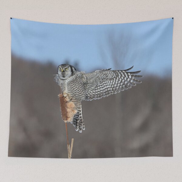 Item preview, Hawk owl pride designed and sold by locustgirl.
