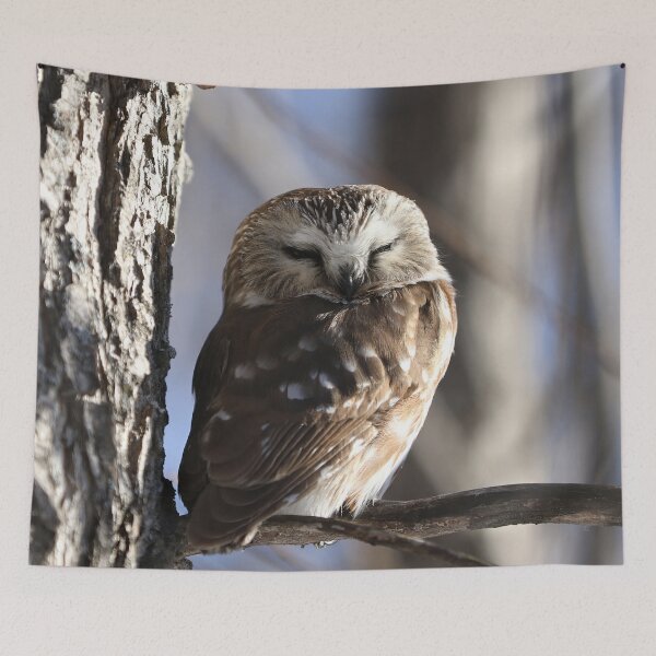 Item preview, Sleepy saw whet owl designed and sold by locustgirl.