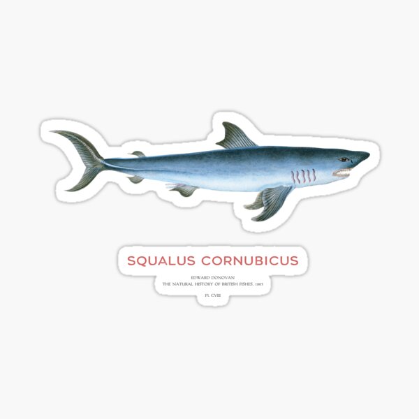 Vista previa del artículo con la obra «Tiburón sardinero o Squalus cornubicus», diseñado y vendido por Vintagrafica.