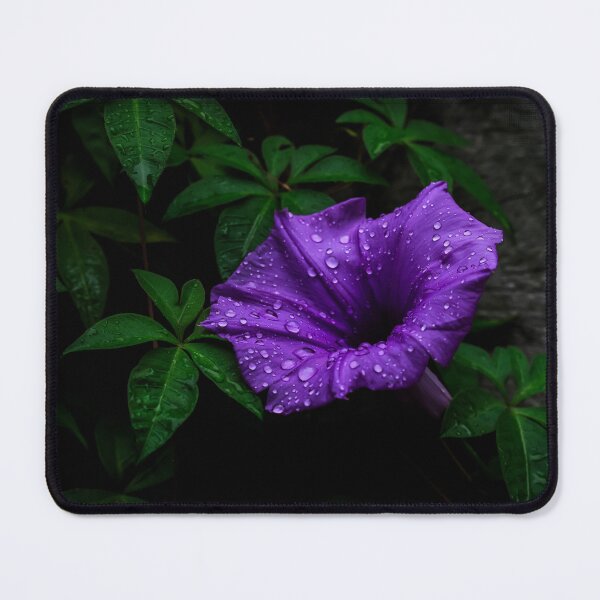 Item preview, Morning Glory designed and sold by Keith's Photo Artistry.