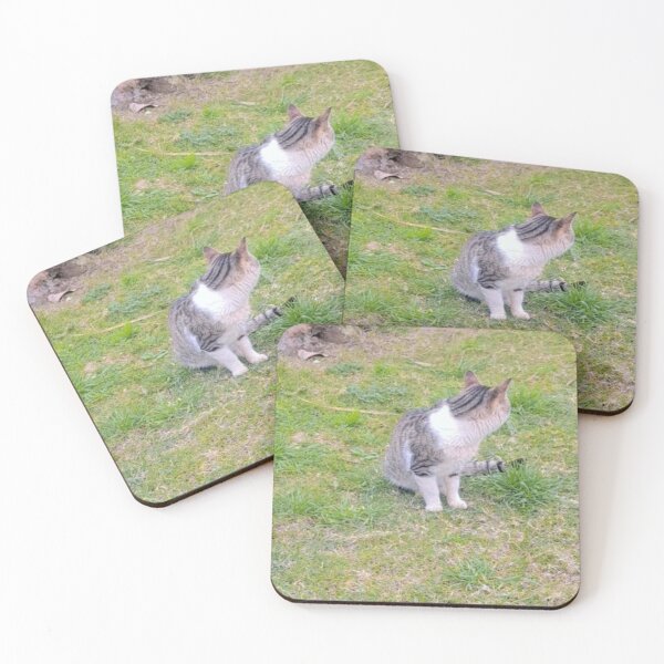 Item preview, the shy cat looked at me faintly in mamora beach in Alexandria designed and sold by sadeek1021953Ss.