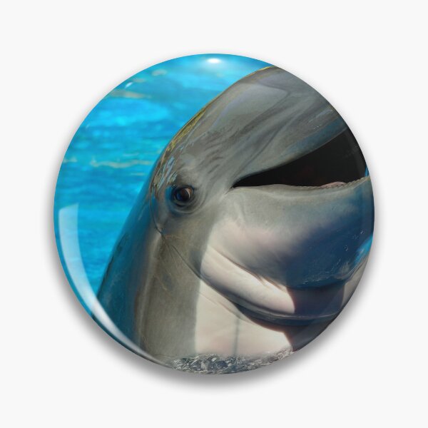 Item preview, Bottlenose dolphin head Latin name Tursiops truncatus designed and sold by Peter Etchells.