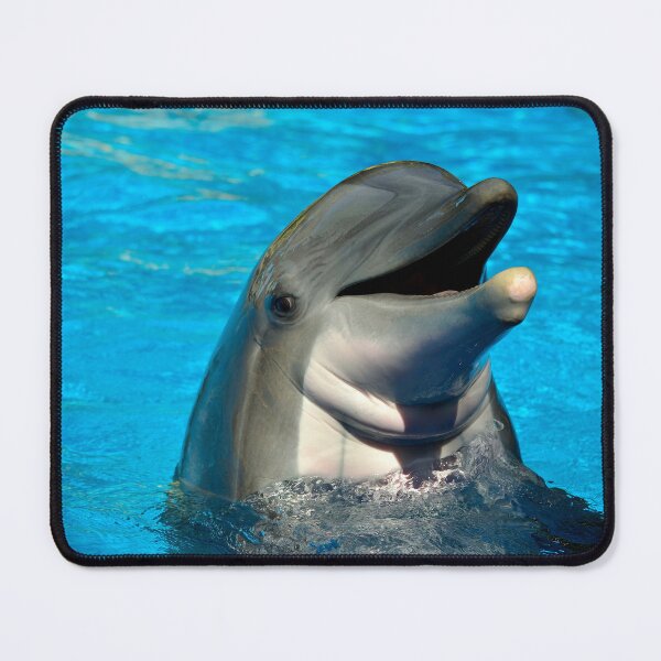 Item preview, Bottlenose dolphin head Latin name Tursiops truncatus designed and sold by Peter Etchells.