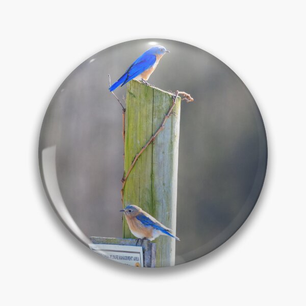 Item preview, Male and Female Bluebirds on Fence Post designed and sold by RickPics.