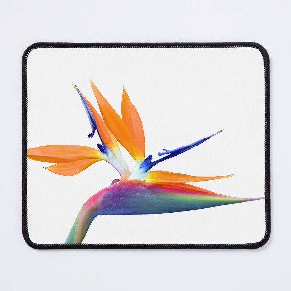 Item preview, Bird of paradise Latin name Strelitzia reginae designed and sold by Peter Etchells.