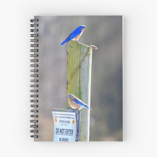 Item preview, Male and Female Bluebirds on Fence Post designed and sold by RickPics.