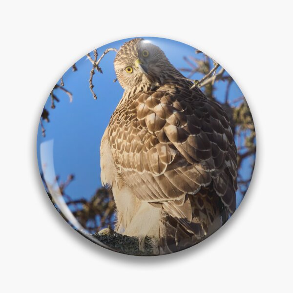Item preview, Quo vadis. Eurasian goshawk designed and sold by Jouko Lehto Photography.