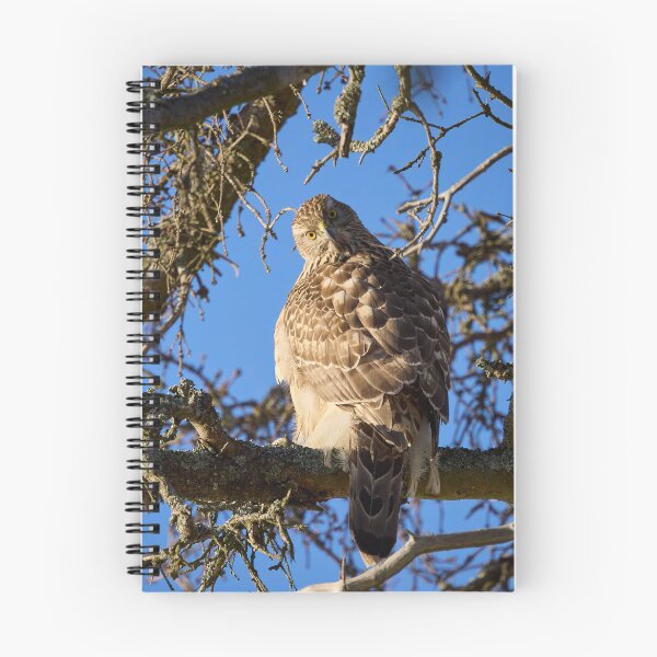 Item preview, Quo vadis. Eurasian goshawk designed and sold by Jouko Lehto Photography.