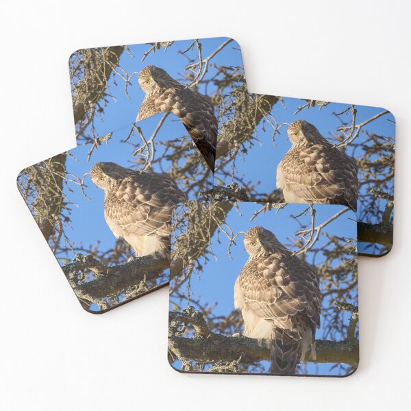 Item preview, Quo vadis. Eurasian goshawk designed and sold by Jouko Lehto Photography.
