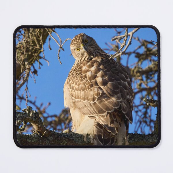 Item preview, Quo vadis. Eurasian goshawk designed and sold by Jouko Lehto Photography.