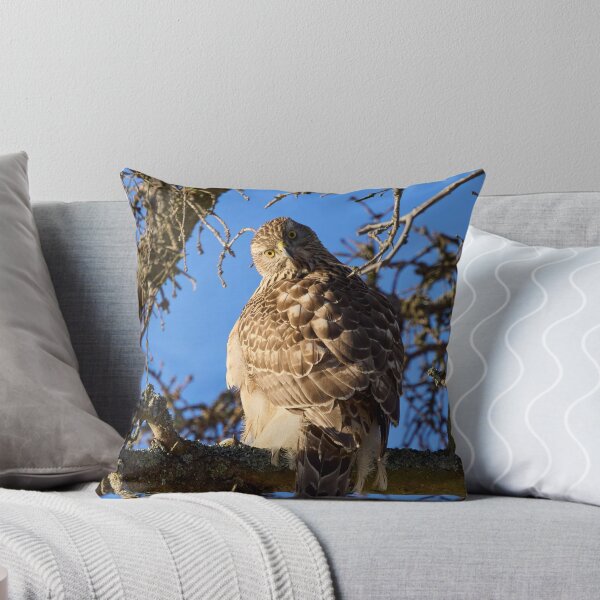 Item preview, Quo vadis. Eurasian goshawk designed and sold by Jouko Lehto Photography.