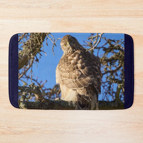 Item preview, Quo vadis. Eurasian goshawk designed and sold by Jouko Lehto Photography.
