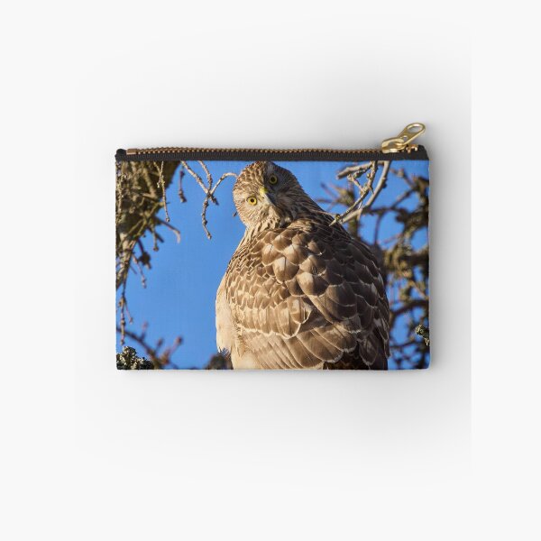 Item preview, Quo vadis. Eurasian goshawk designed and sold by Jouko Lehto Photography.